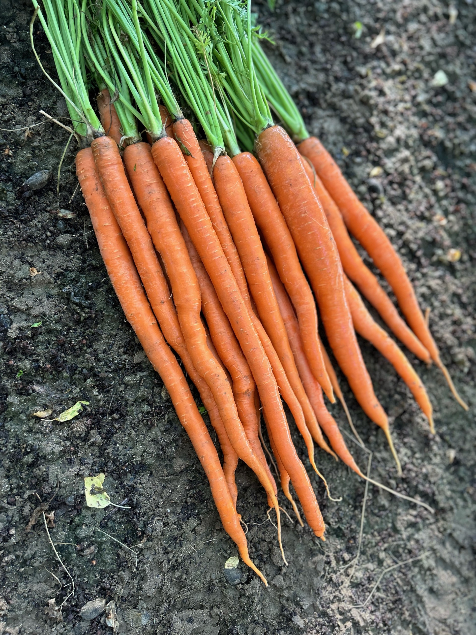 Orange Carrots