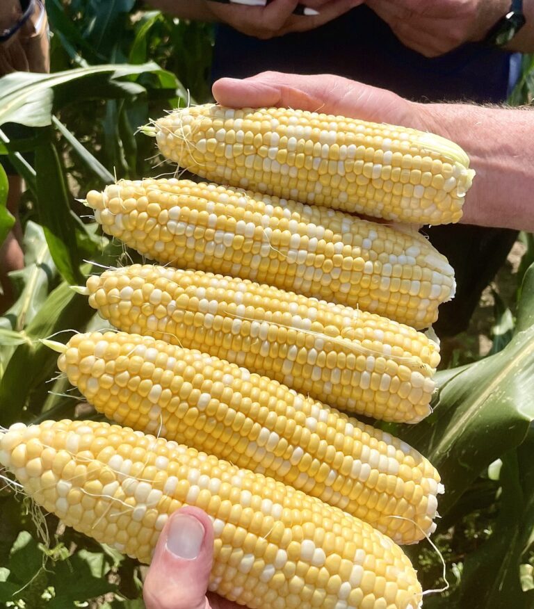 Ears of sweet corn ready for harvest